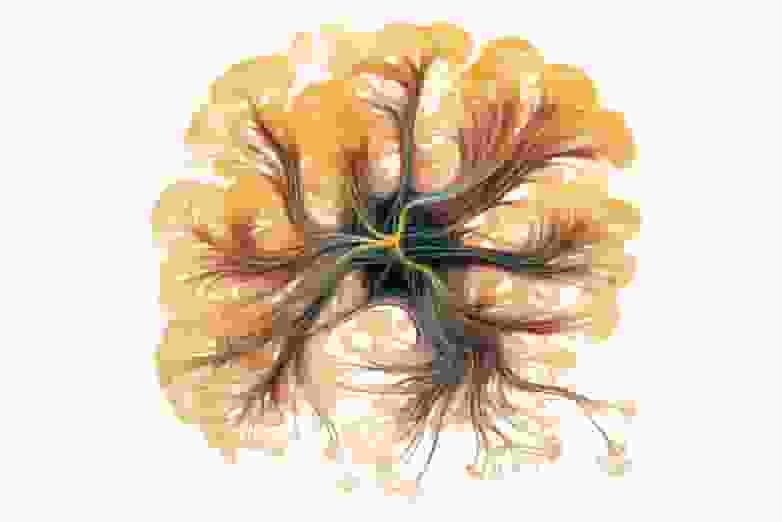 neuroarquitectura